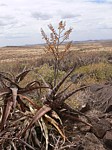 Aloe pirottae Marsabit SZ GPS179 Kenya 2012_PV1103.jpg